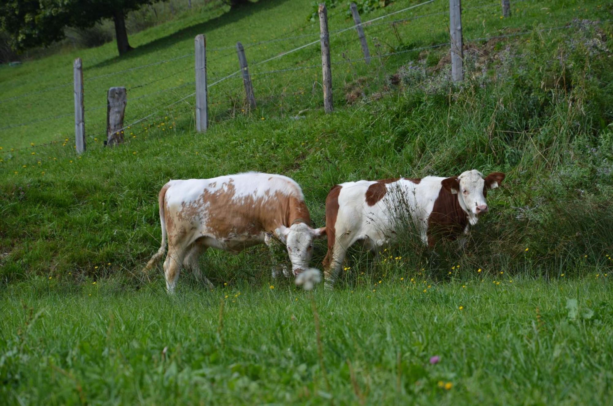 Hof Hamoos Daire Kitzbühel Dış mekan fotoğraf