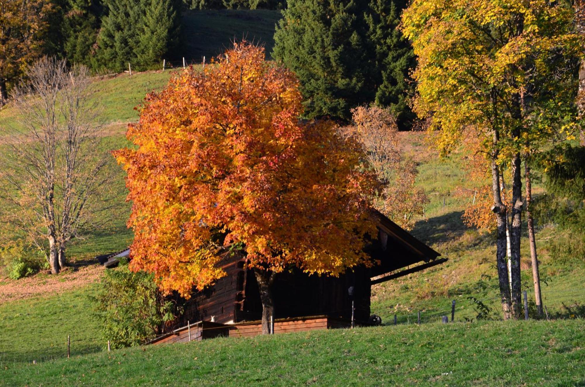 Hof Hamoos Daire Kitzbühel Dış mekan fotoğraf