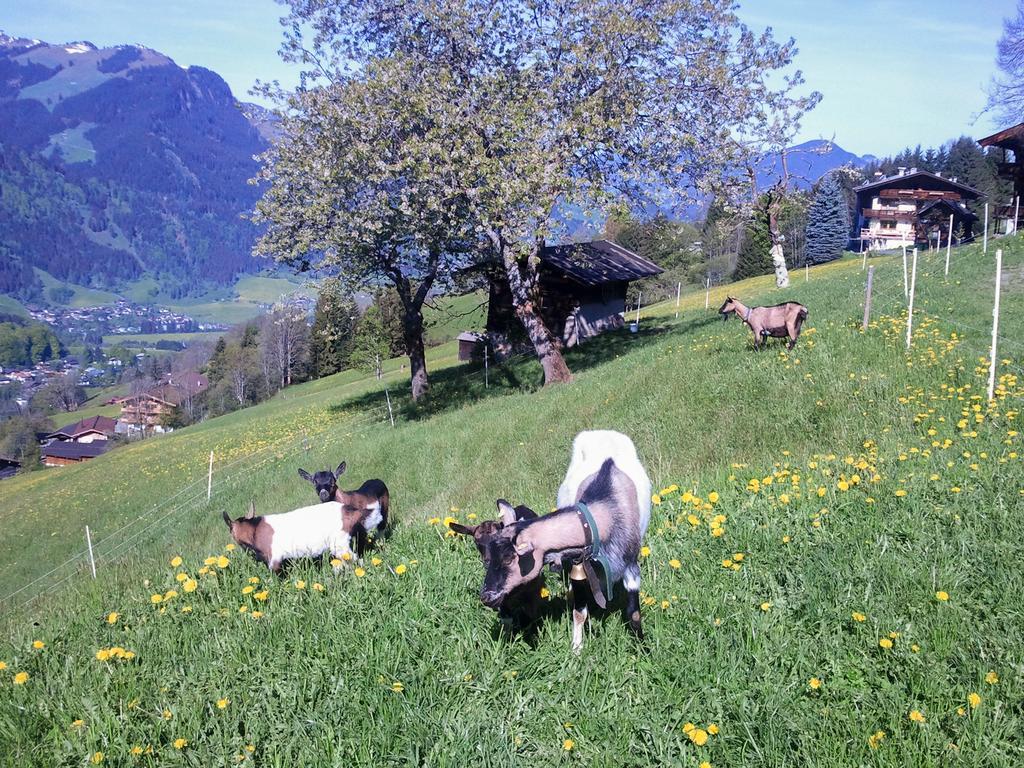 Hof Hamoos Daire Kitzbühel Dış mekan fotoğraf